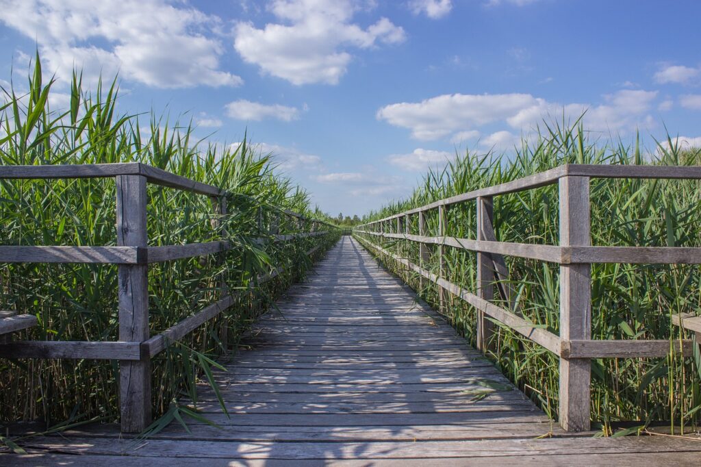 web, boardwalk, reed-1526101.jpg